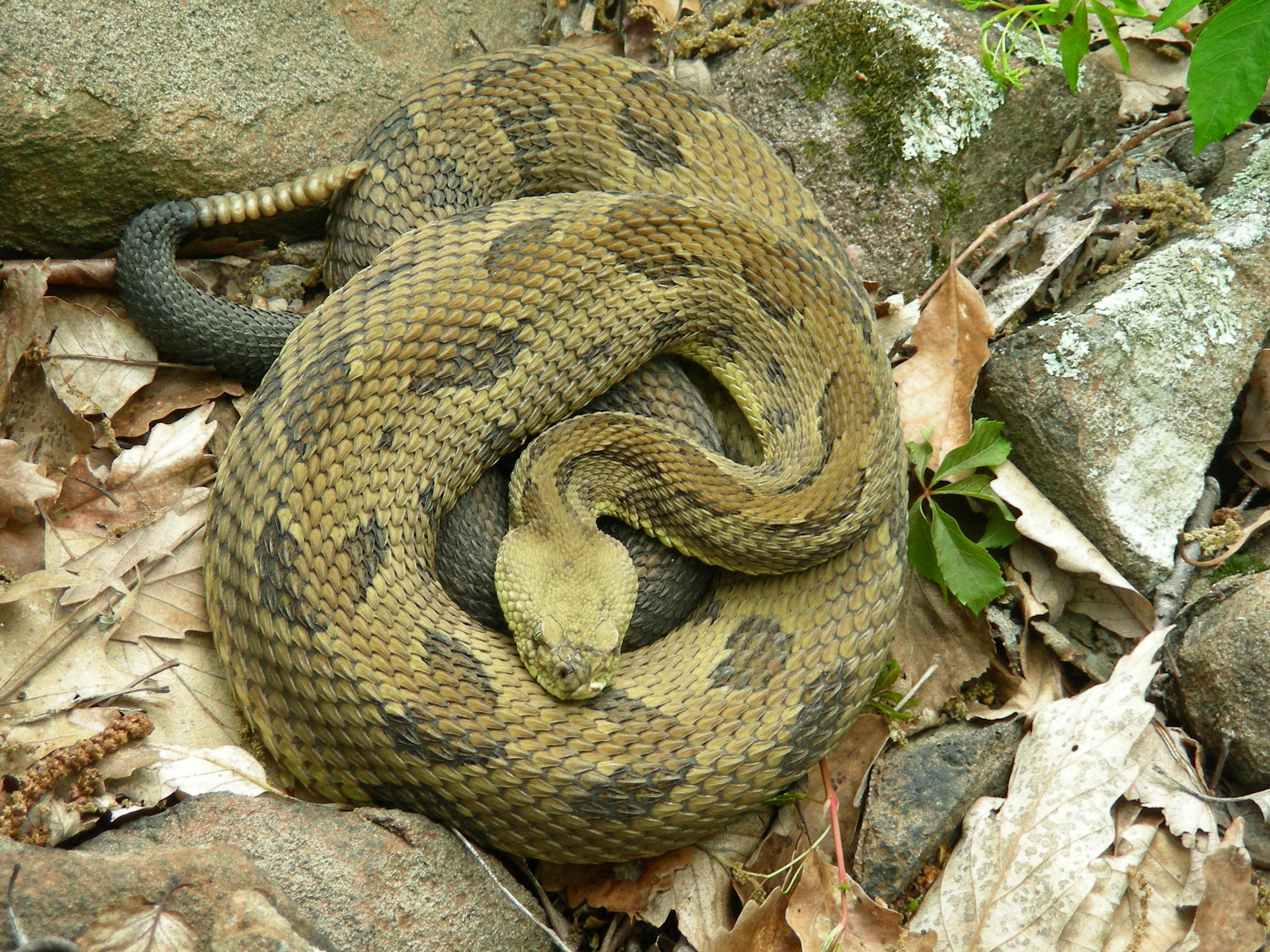 northern-and-peripheral-populations-of-the-timber-rattlesnake